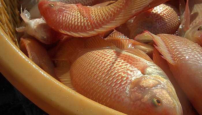 Aquaculture